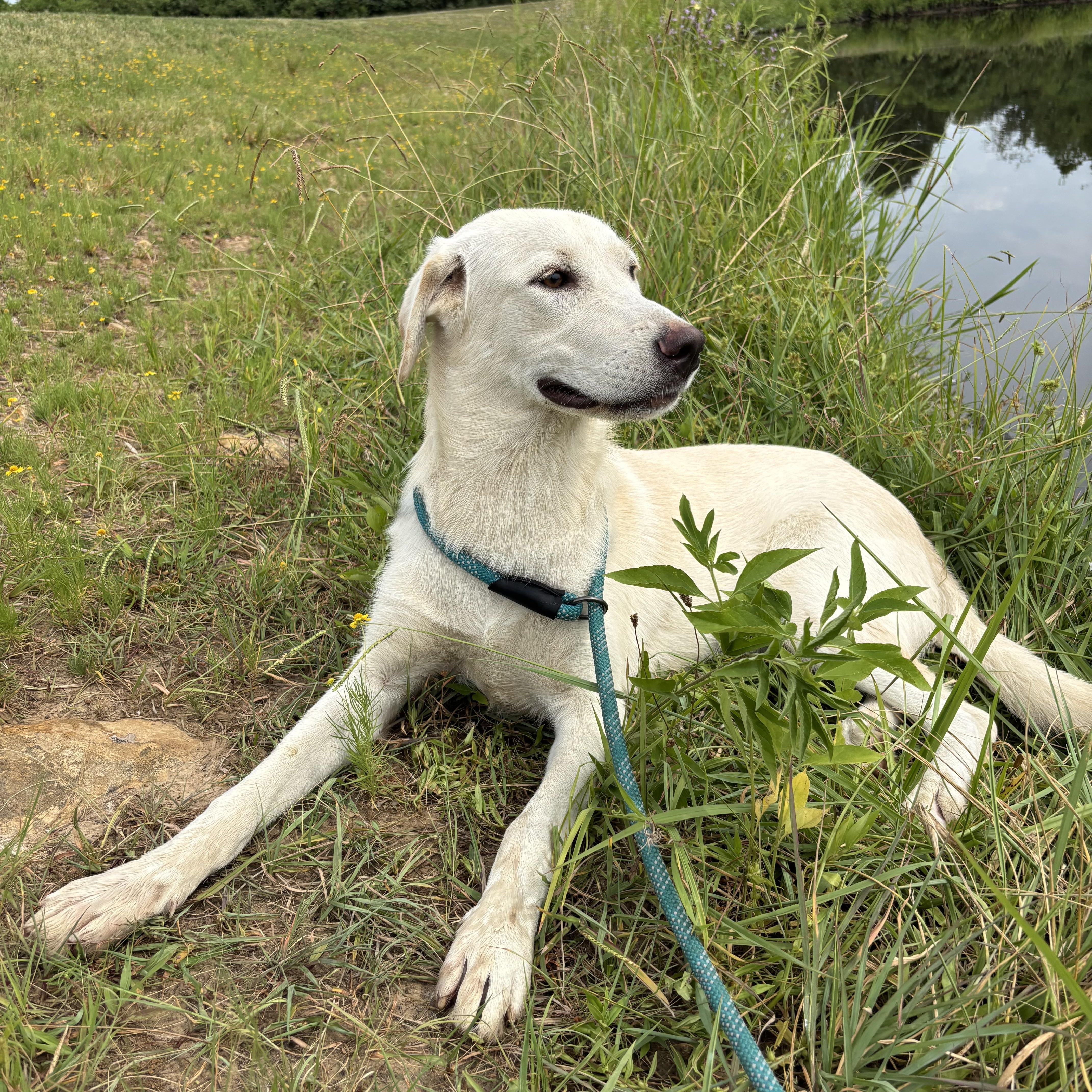 Enlarge Nova, a Adoptable mixed breed in Glenpool, OK image 4/5