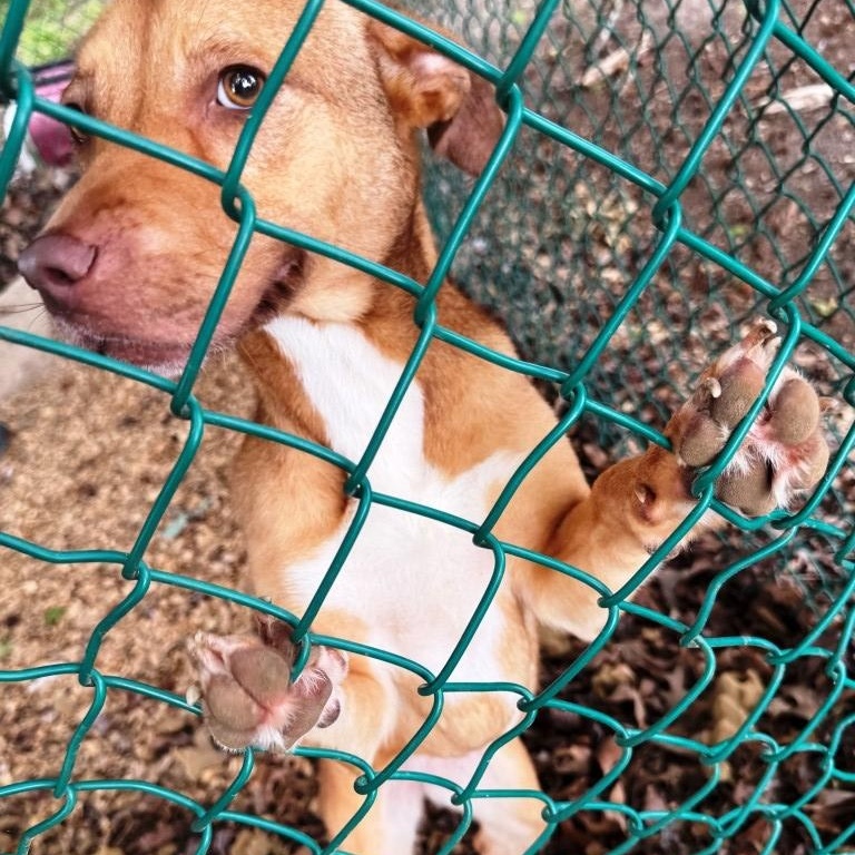 Ginger, beautiful, sweet young girl, loves everyone !