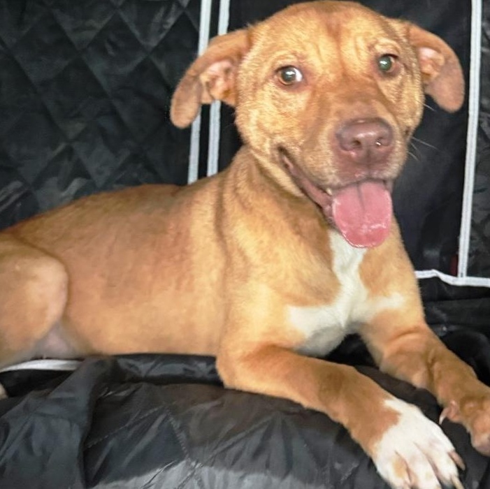 Ginger, beautiful, sweet young girl, loves everyone !