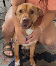 Ginger, beautiful, sweet young girl, loves everyone !