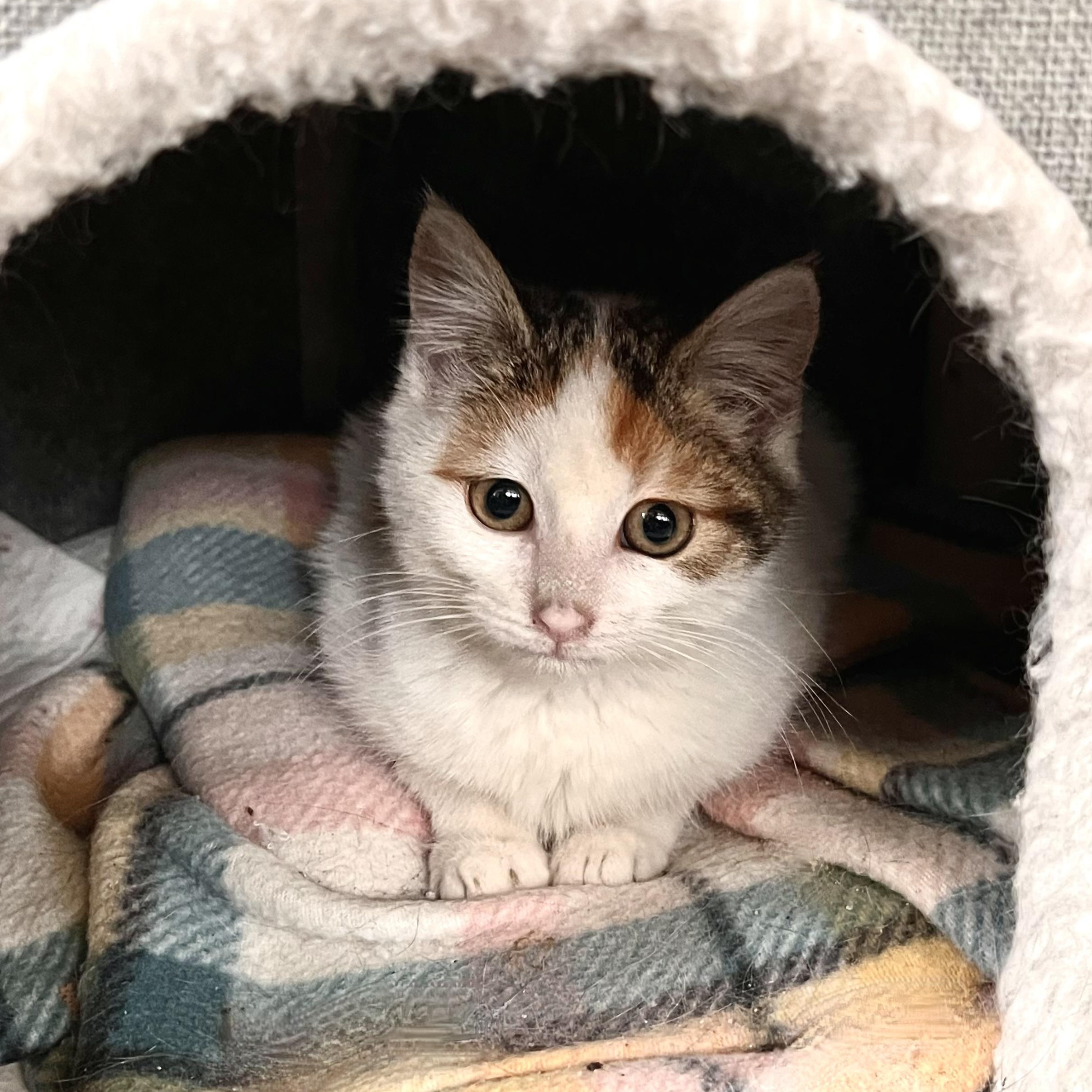 Enlarge Hope, a Adoptable Domestic Short Hair in Maplewood, NJ image 3/3