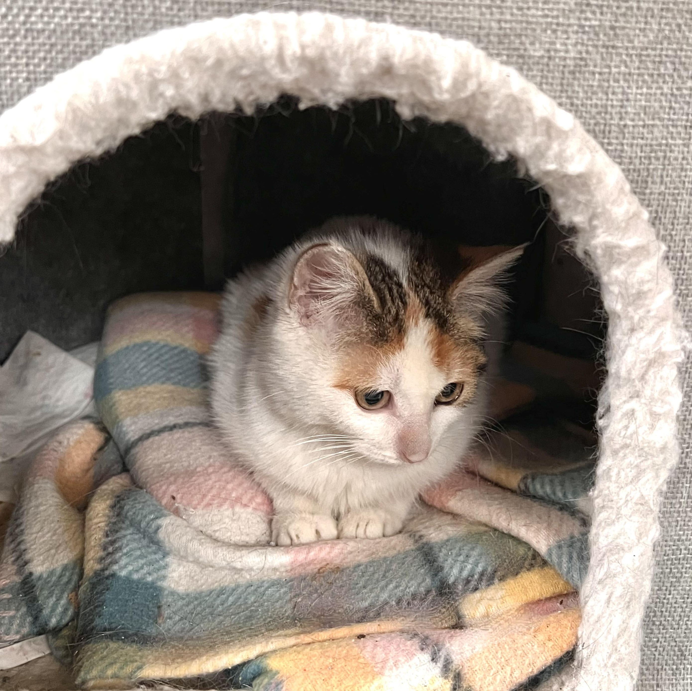 Enlarge Hope, a Adoptable Domestic Short Hair in Maplewood, NJ image 2/3