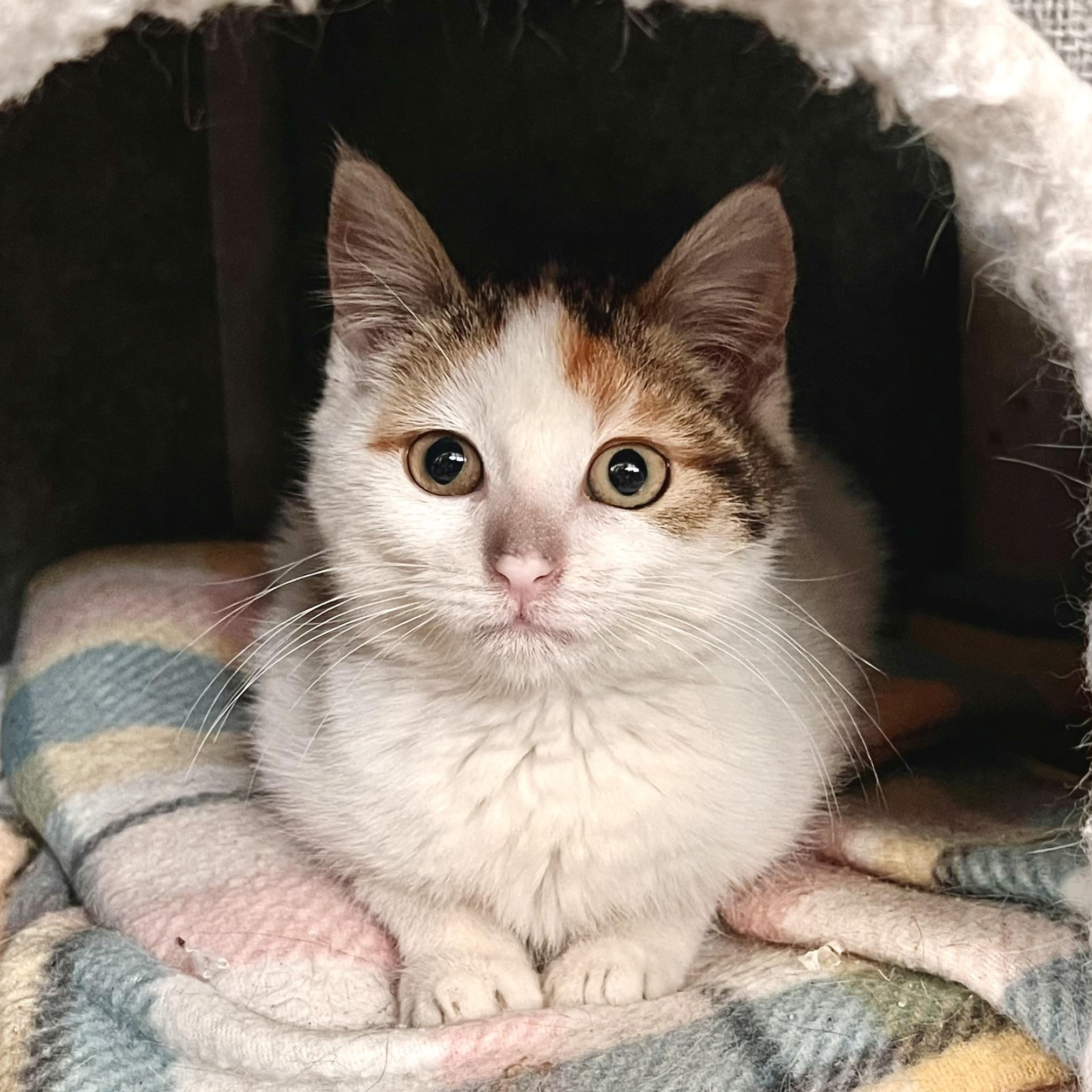 Enlarge Hope, a Adoptable Domestic Short Hair in Maplewood, NJ image 1/3