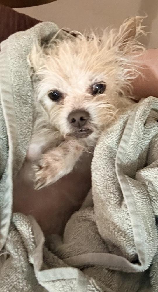 HOPSCOTCH, Adoptable, Adult Male Terrier.