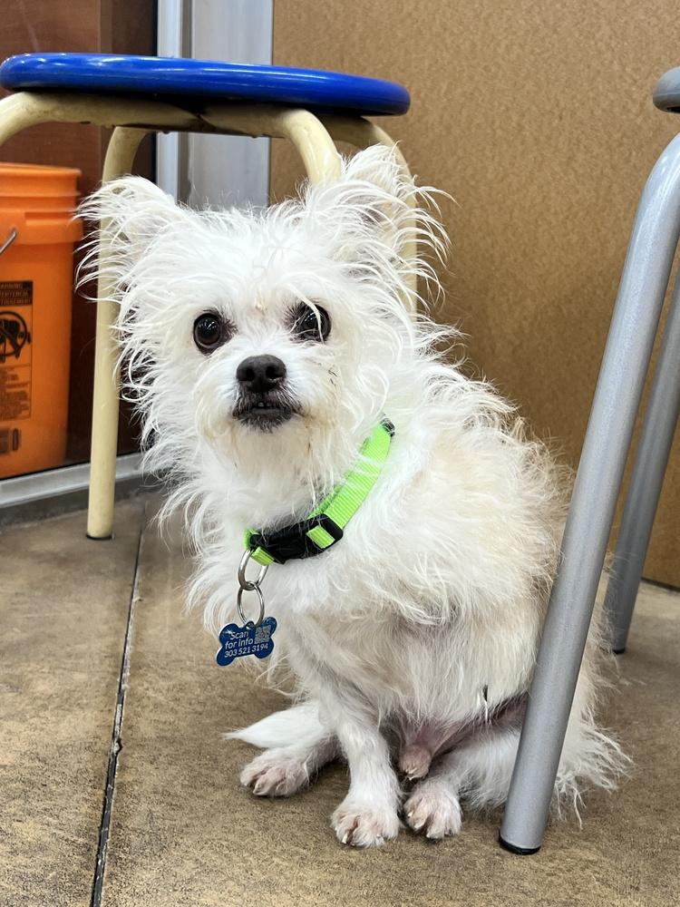 Enlarge HOPSCOTCH, a Adoptable mixed breed in Broomfield, CO image 3/6