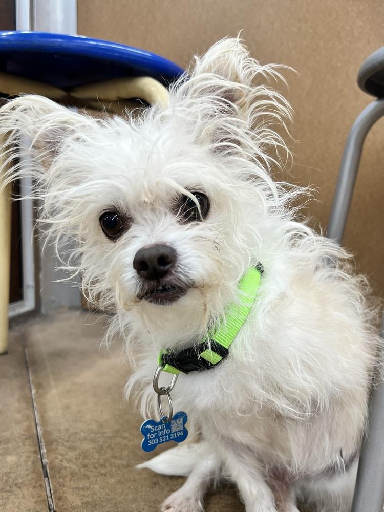 Enlarge HOPSCOTCH, a Adoptable mixed breed in Broomfield, CO image 4/6