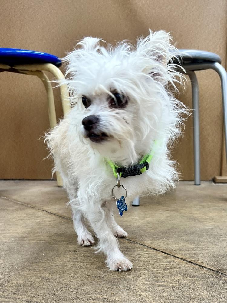 Enlarge HOPSCOTCH, a Adoptable mixed breed in Broomfield, CO image 5/6