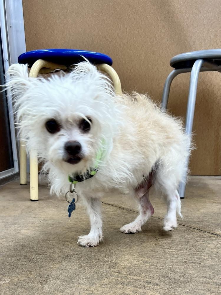 Enlarge HOPSCOTCH, a Adoptable mixed breed in Broomfield, CO image 6/6