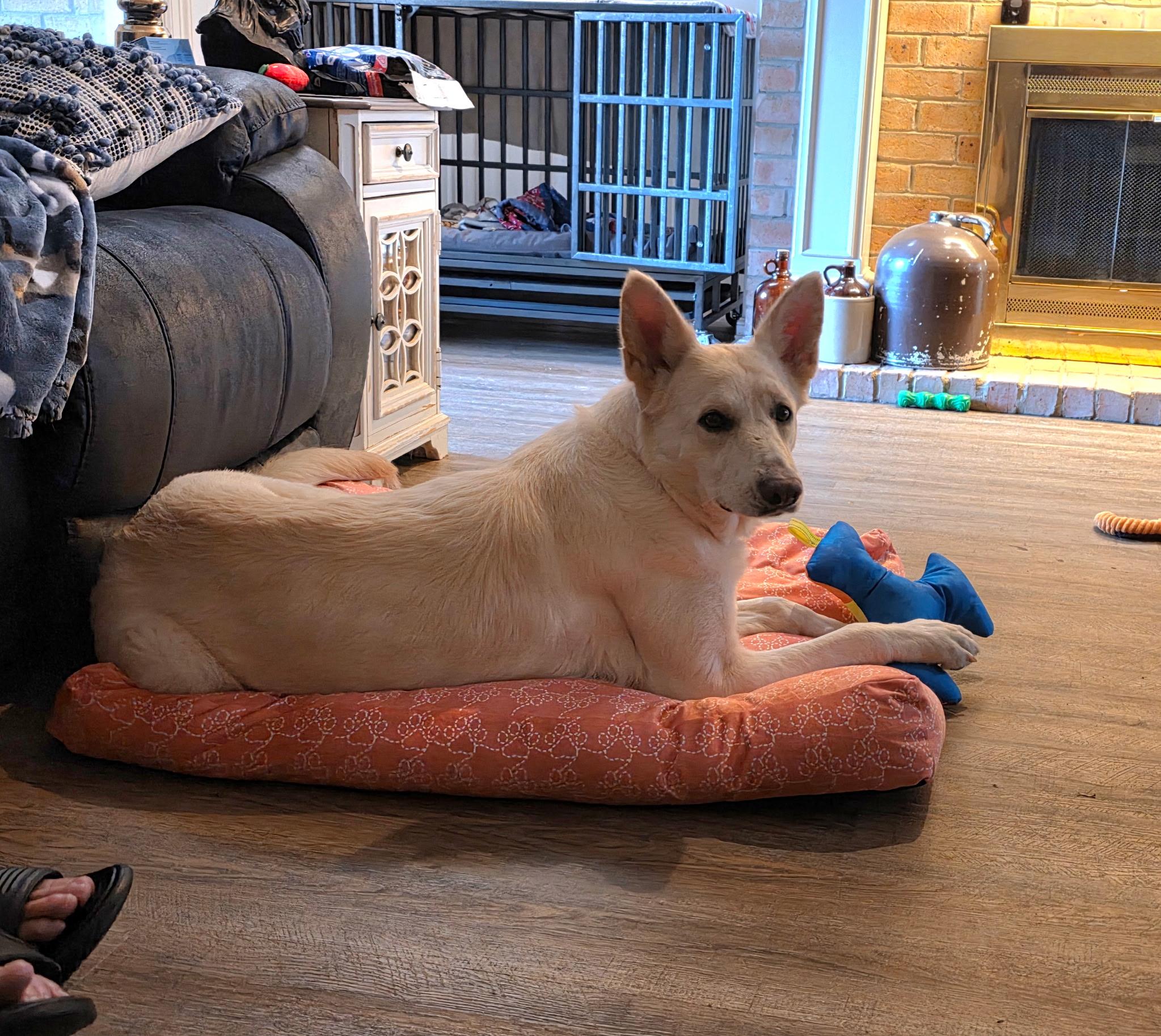 Enlarge Aspen, a ADOPTABLE mixed breed in Cross Roads, TX image 6/6