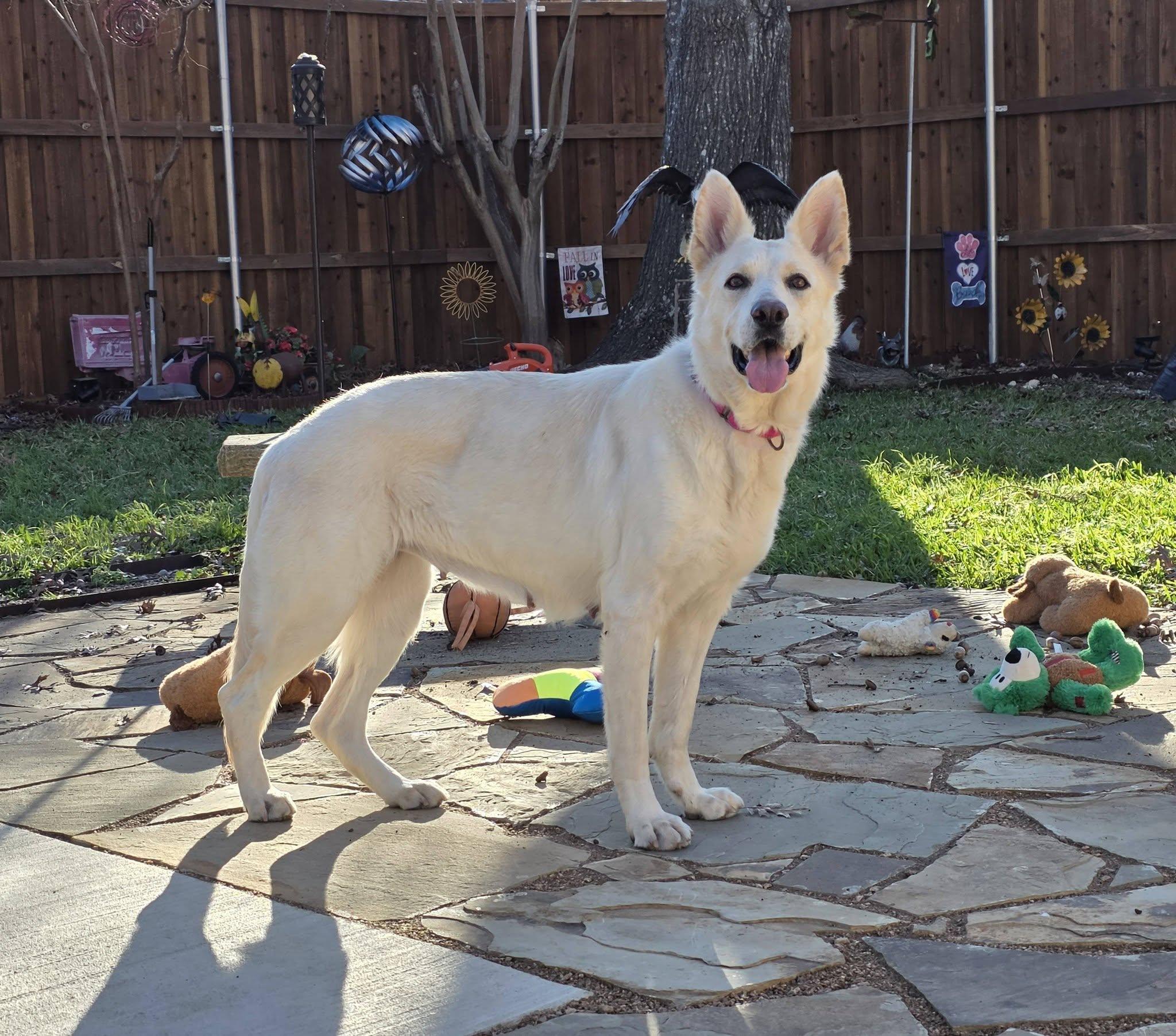 Enlarge Aspen, a ADOPTABLE mixed breed in Cross Roads, TX image 4/6
