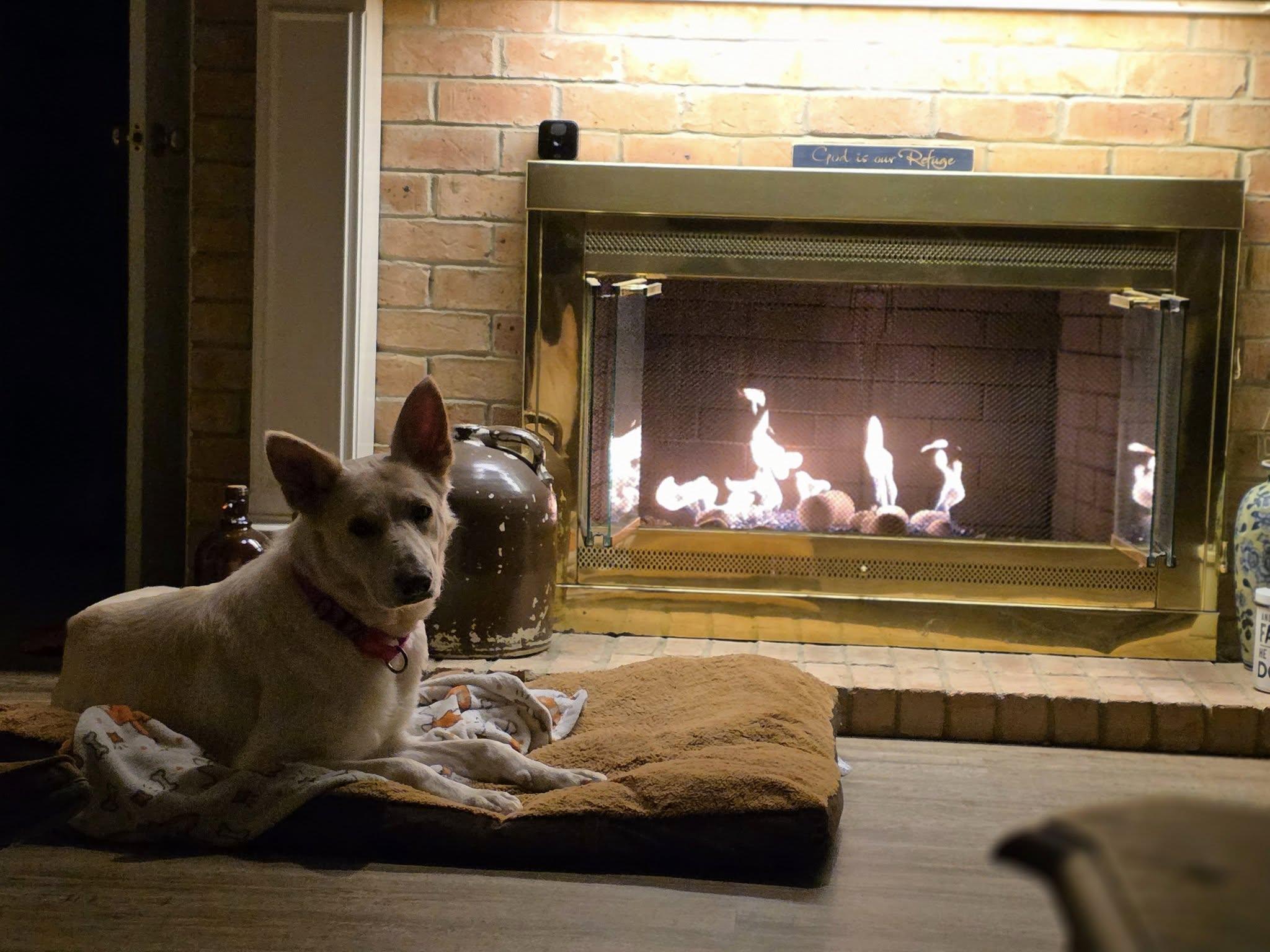 Enlarge Aspen, a ADOPTABLE mixed breed in Cross Roads, TX image 2/6