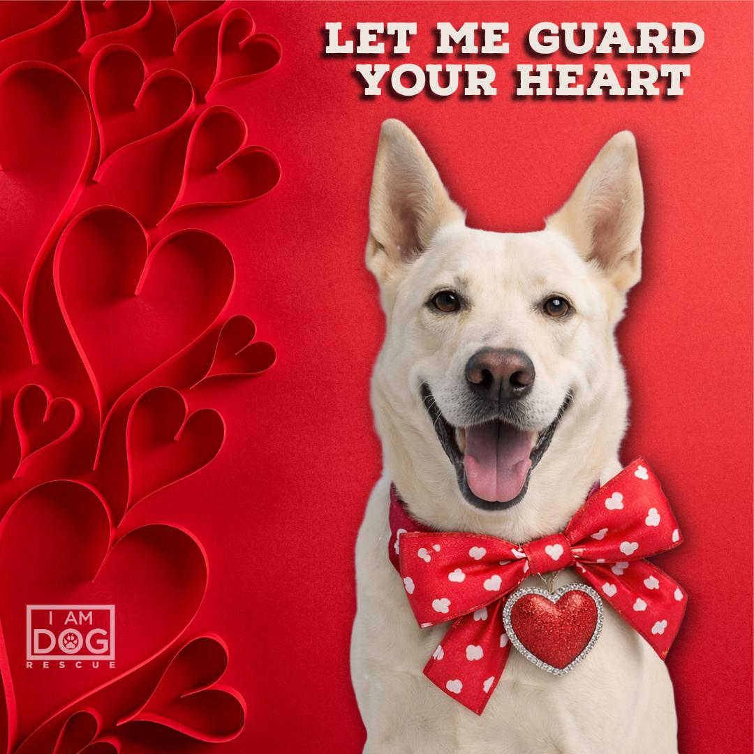 Enlarge Aspen, a ADOPTABLE mixed breed in Cross Roads, TX image 1/6