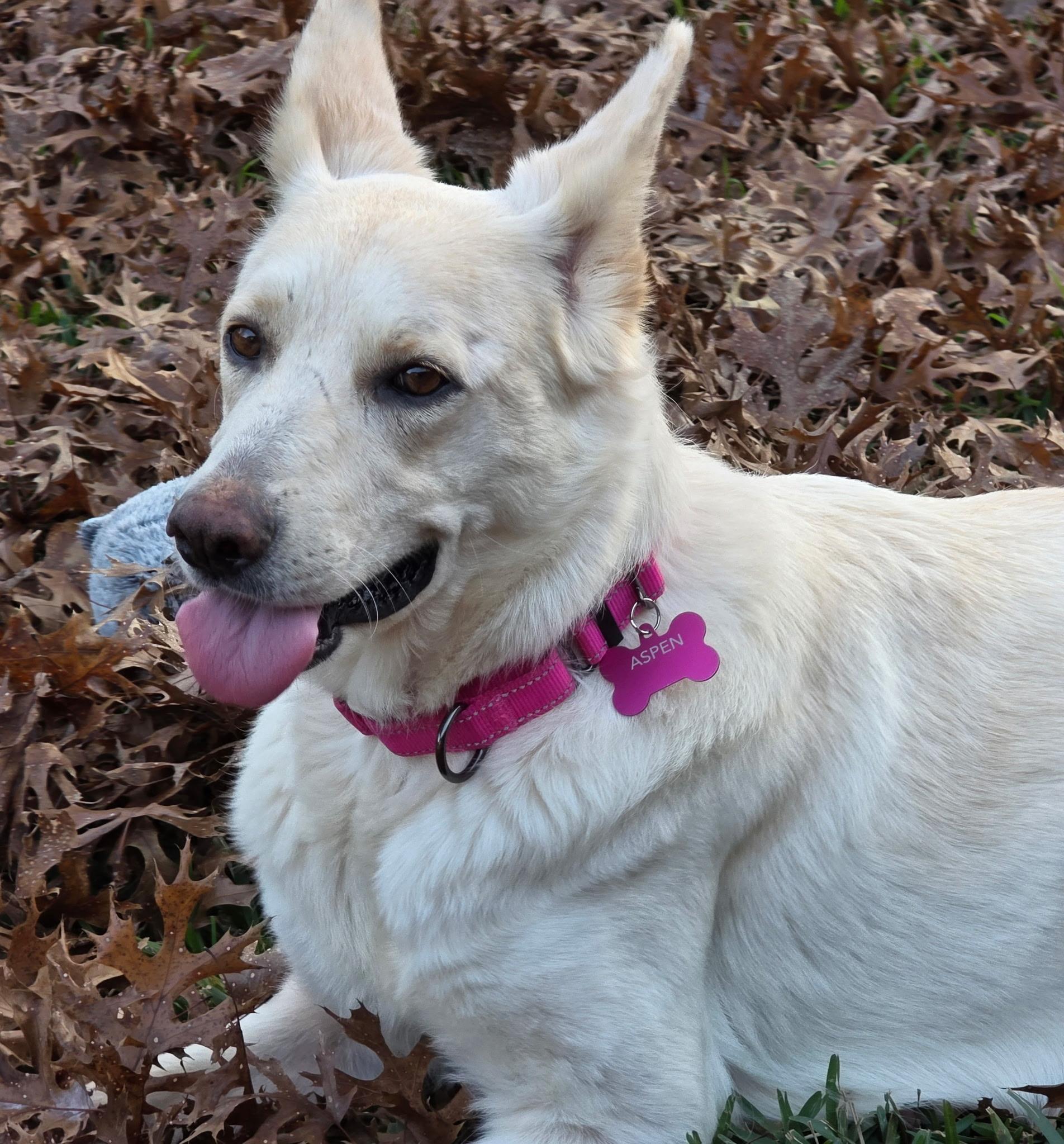 Enlarge Aspen, a ADOPTABLE mixed breed in Cross Roads, TX image 5/6