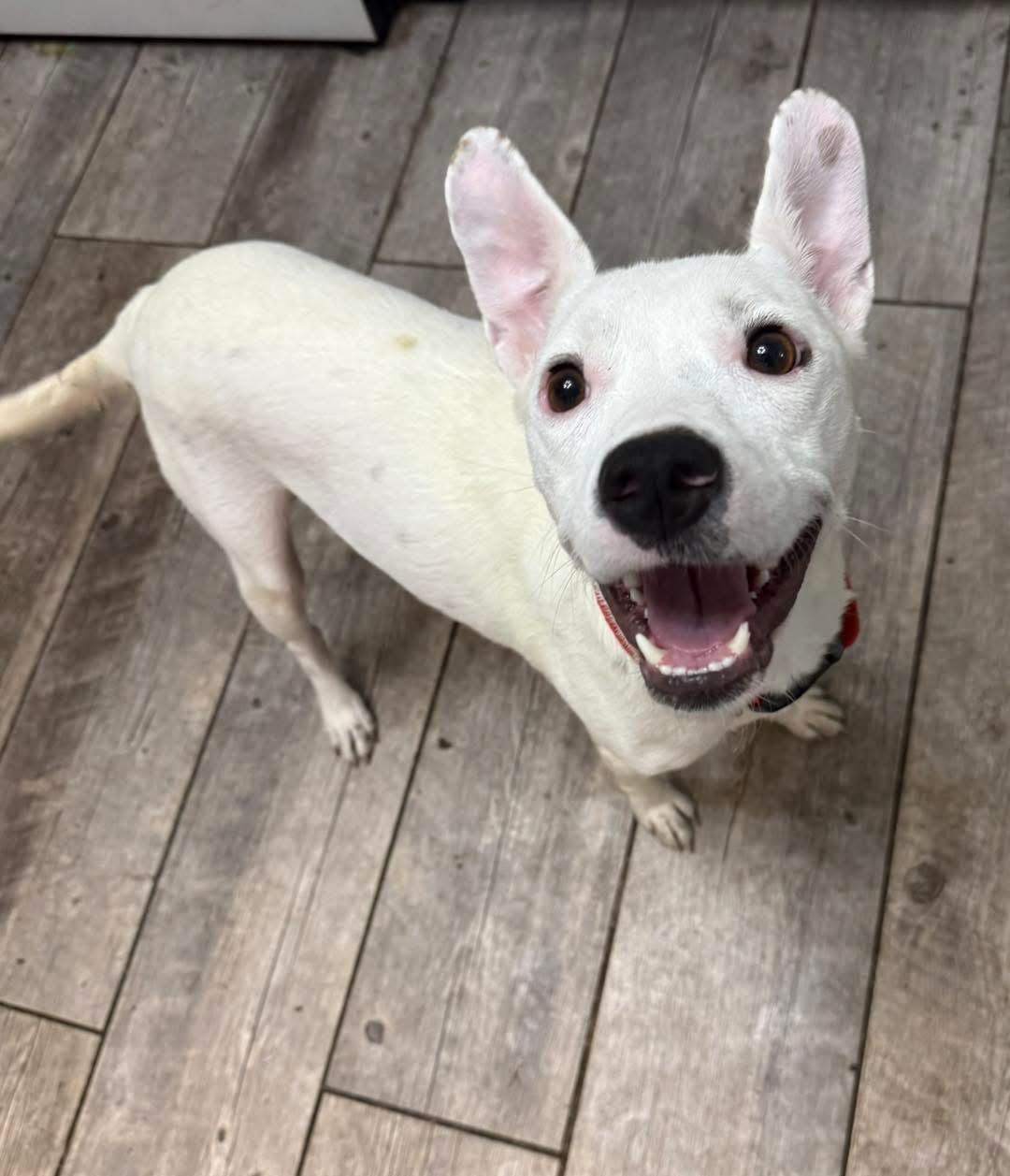 Enlarge Cotton, a Adoptable Rat Terrier in Lutz, FL image 1/2