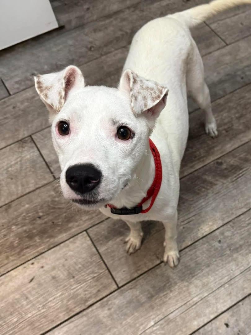 Cotton, Adoptable, Young Female Rat Terrier.