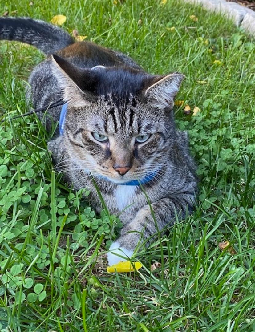Otto the Great (aka Prince Charming), a Adopted Domestic Short Hair in MANASSAS, VA image 2/4