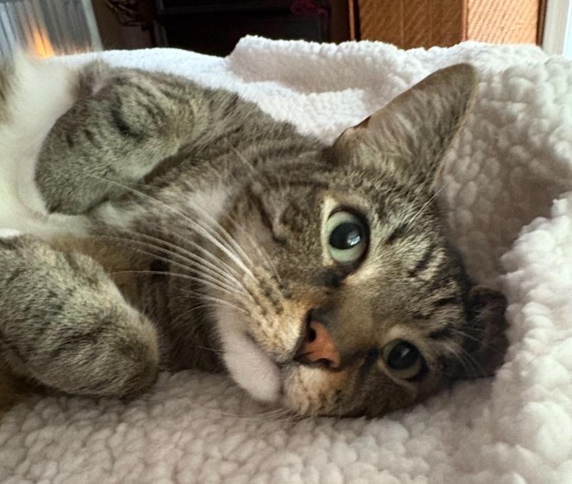 Otto the Great (aka Prince Charming), Adopted, Adult Male Domestic Short Hair.