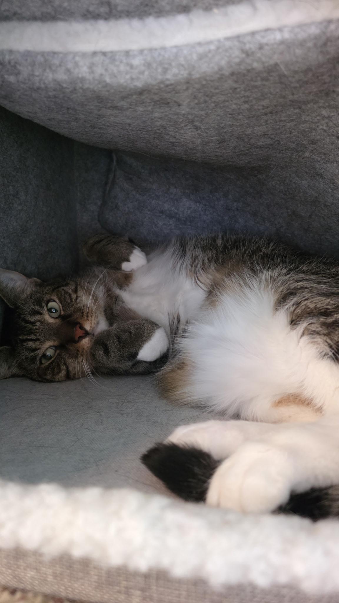 Otto the Great (aka Prince Charming), a Adopted Domestic Short Hair in MANASSAS, VA image 3/4