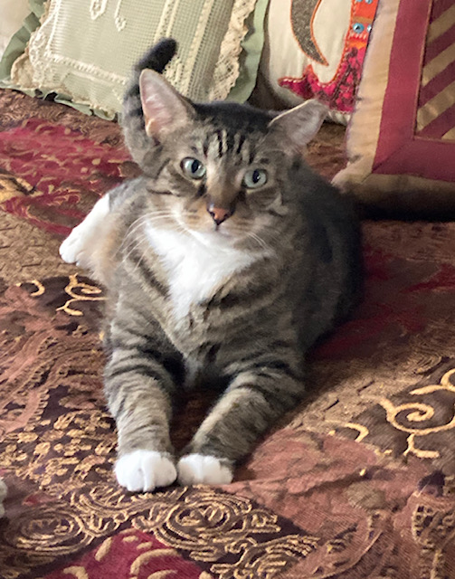Otto the Great (aka Prince Charming), a Adopted Domestic Short Hair in MANASSAS, VA image 4/4