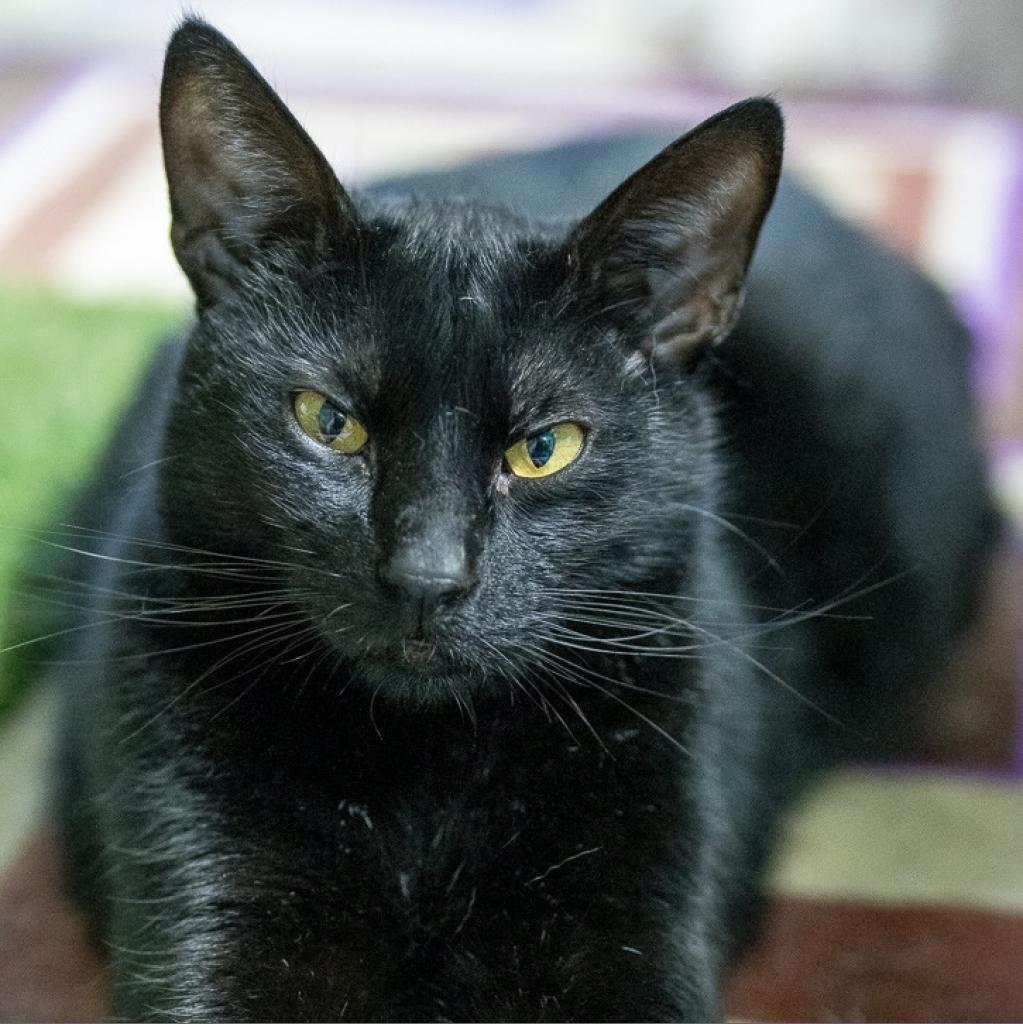 LB (Lightning Bolt), Adoptable, Adult Male Domestic Short Hair.