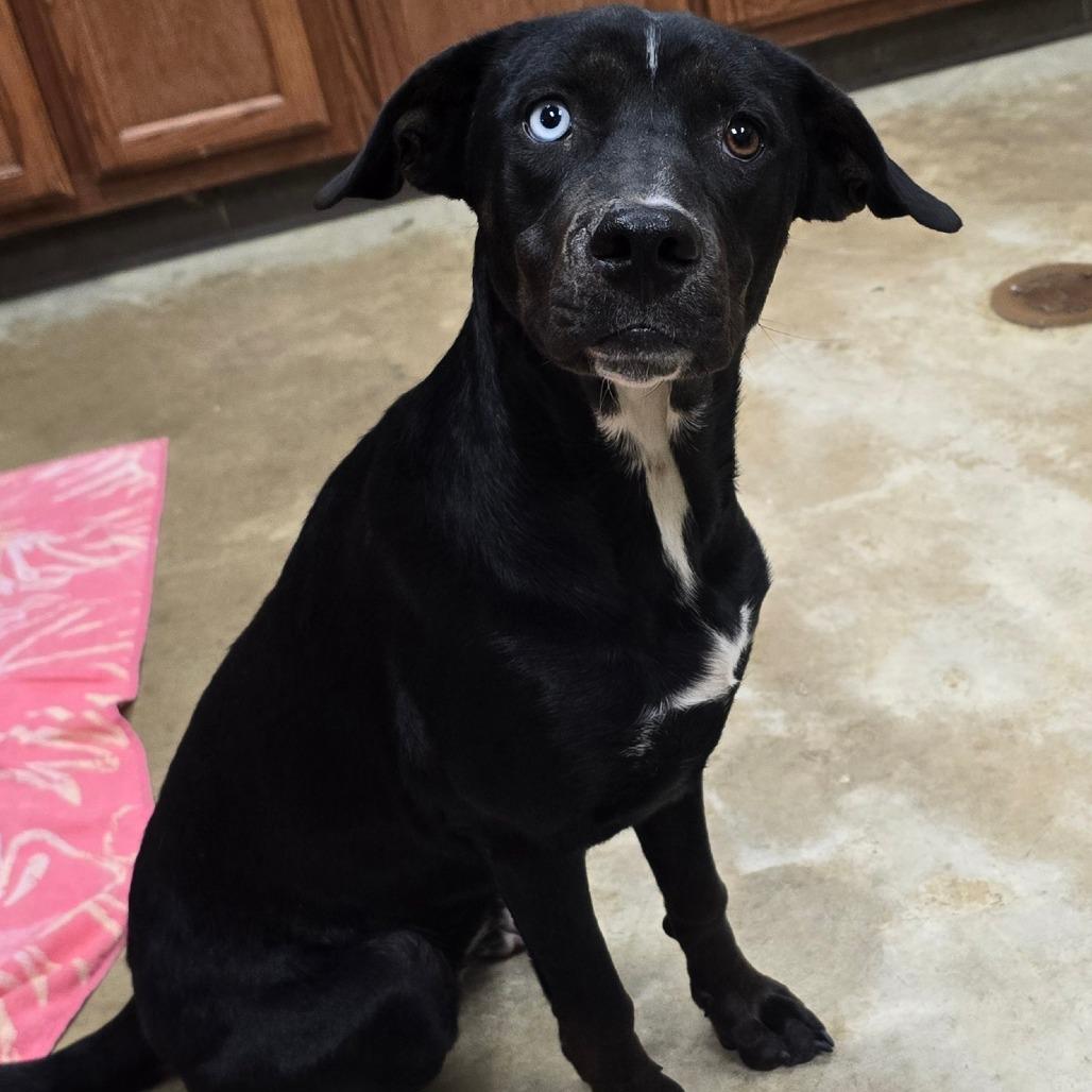 Enlarge Itty- 092409U, a Adoptable mixed breed in Tupelo, MS image 2/2