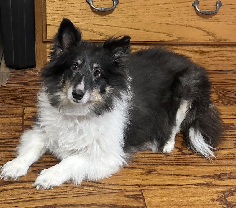 GINGER, Adoptable, Adult Female Shetland Sheepdog / Sheltie.