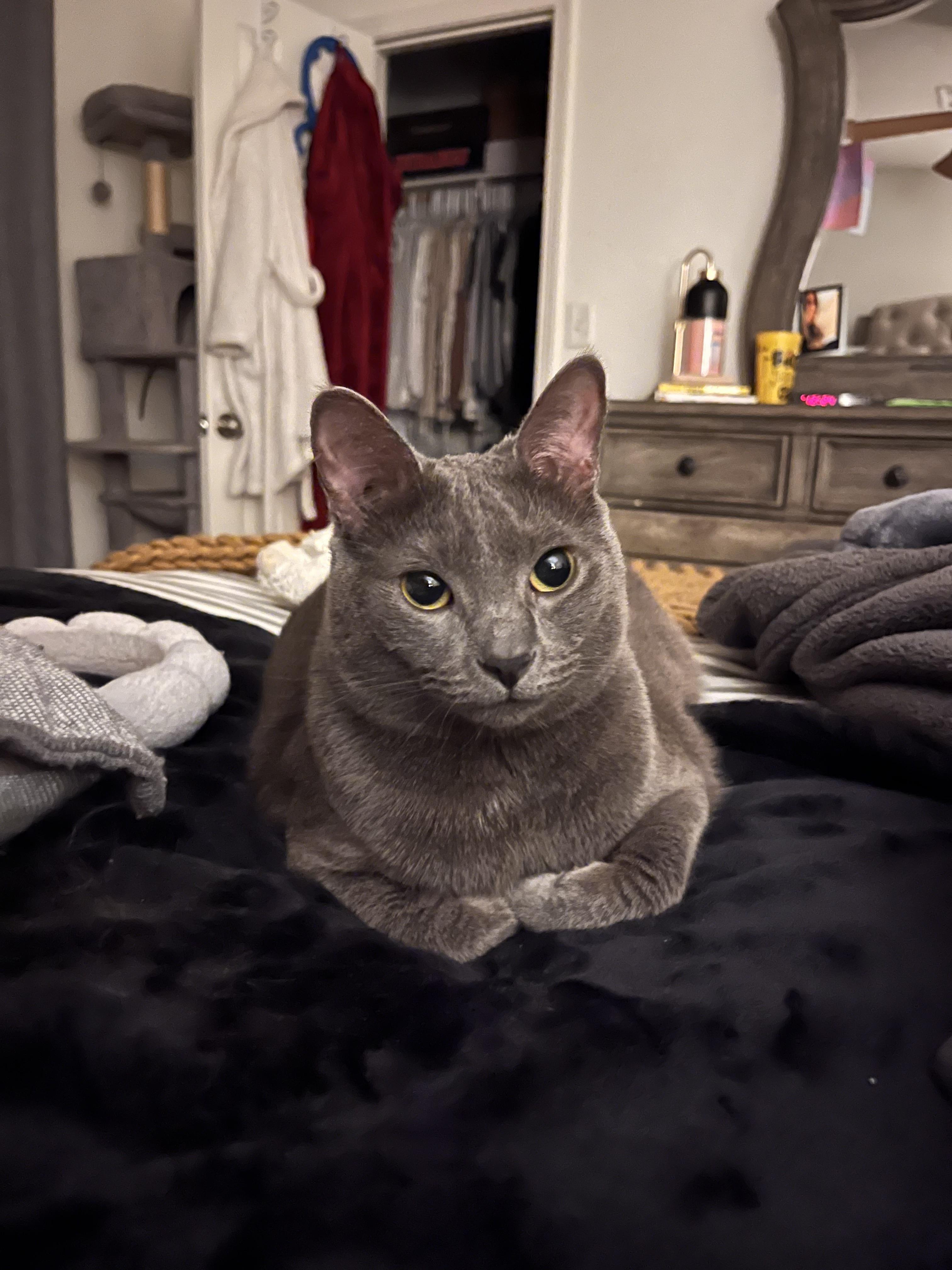 Enlarge Lucy, a Adoptable Domestic Short Hair in Beaumont, TX image 2/6