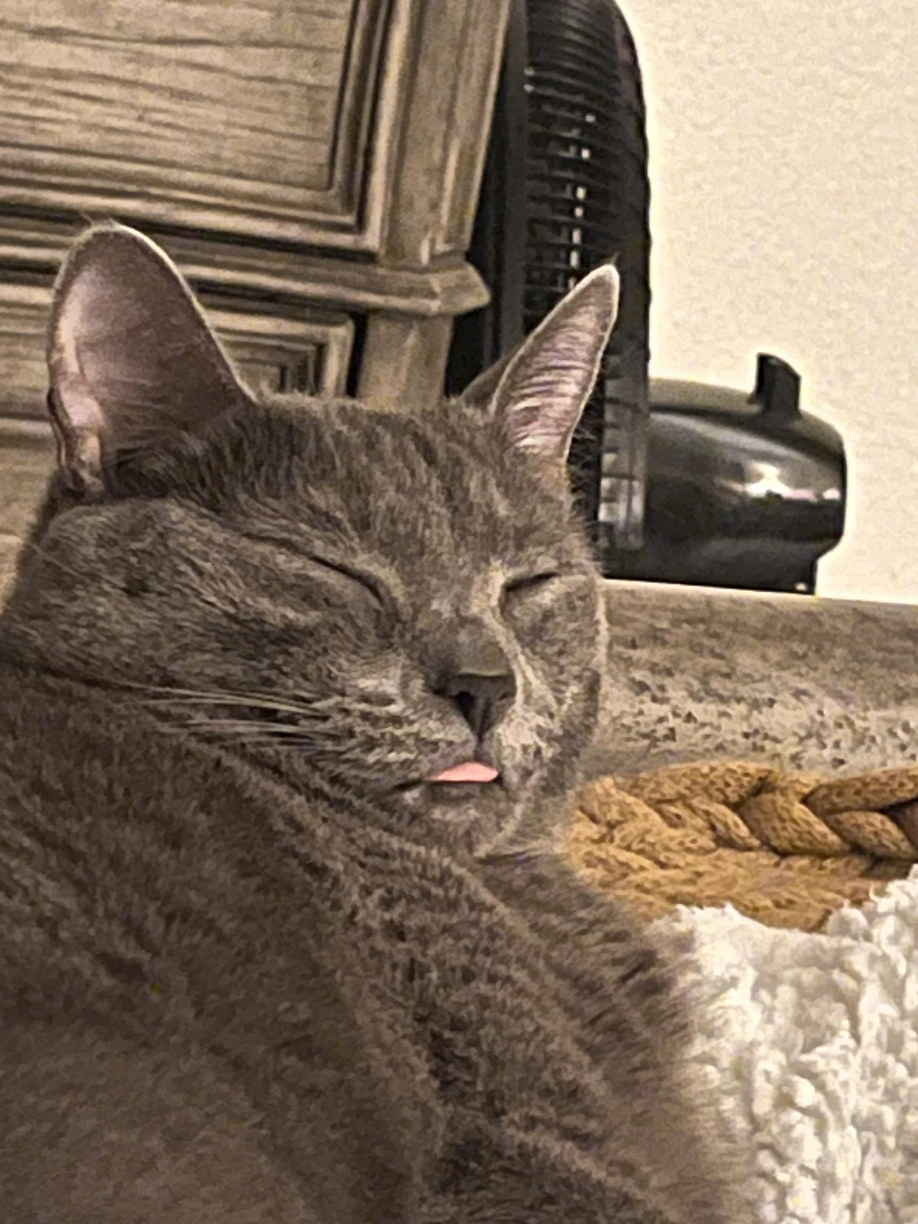 Enlarge Lucy, a Adoptable Domestic Short Hair in Beaumont, TX image 5/6
