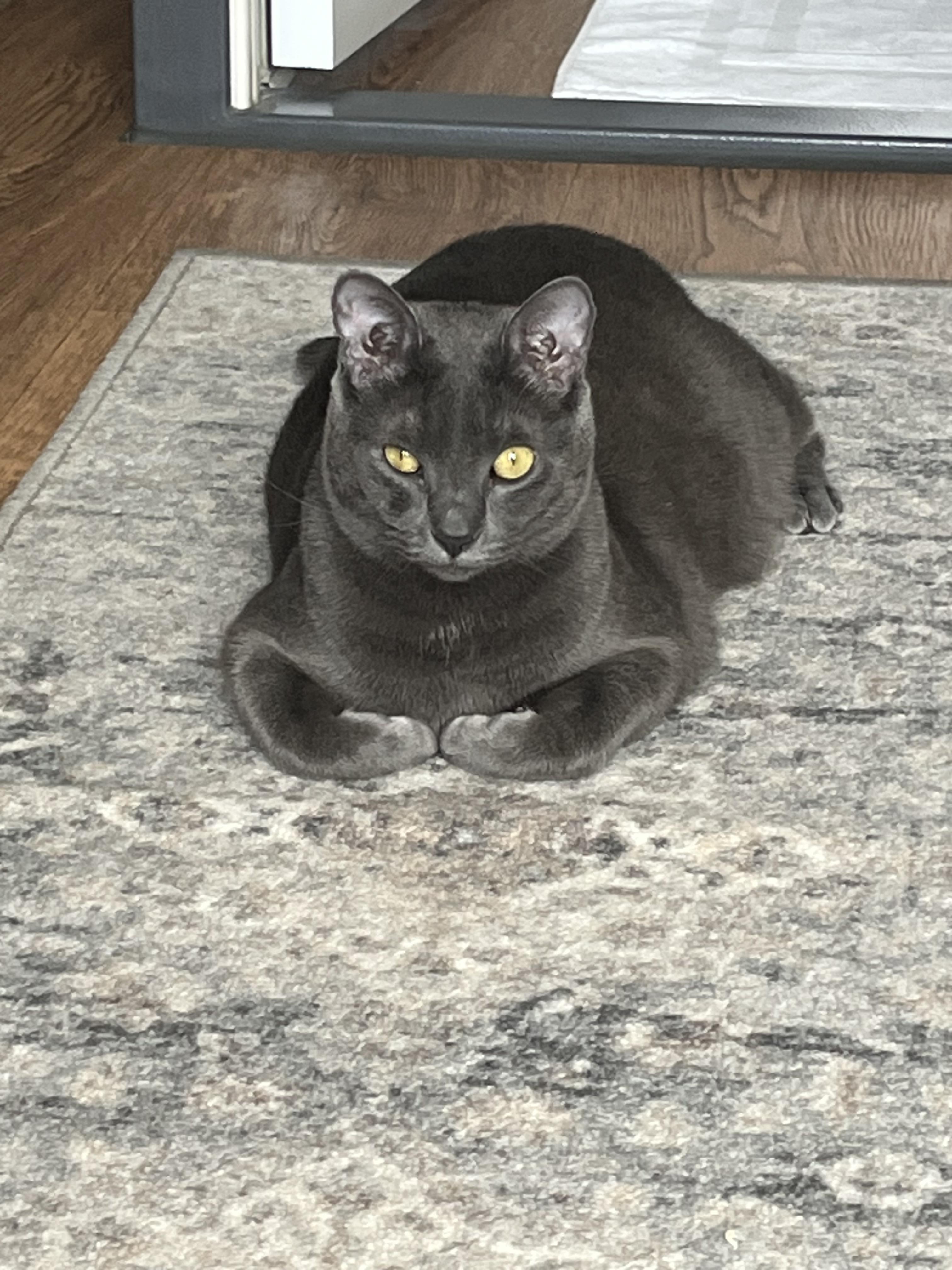 Enlarge Lucy, a Adoptable Domestic Short Hair in Beaumont, TX image 3/6