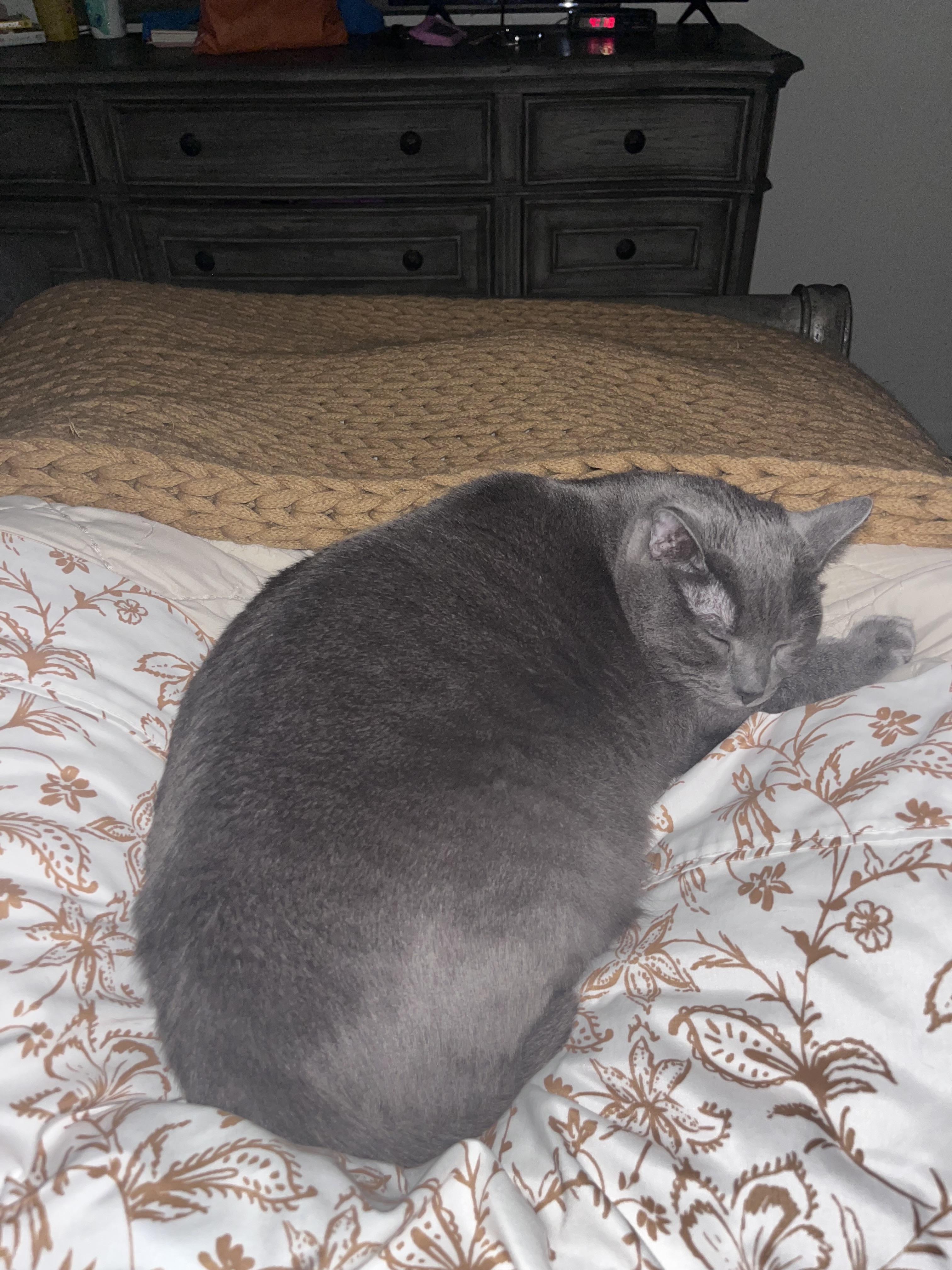 Enlarge Lucy, a Adoptable Domestic Short Hair in Beaumont, TX image 1/6