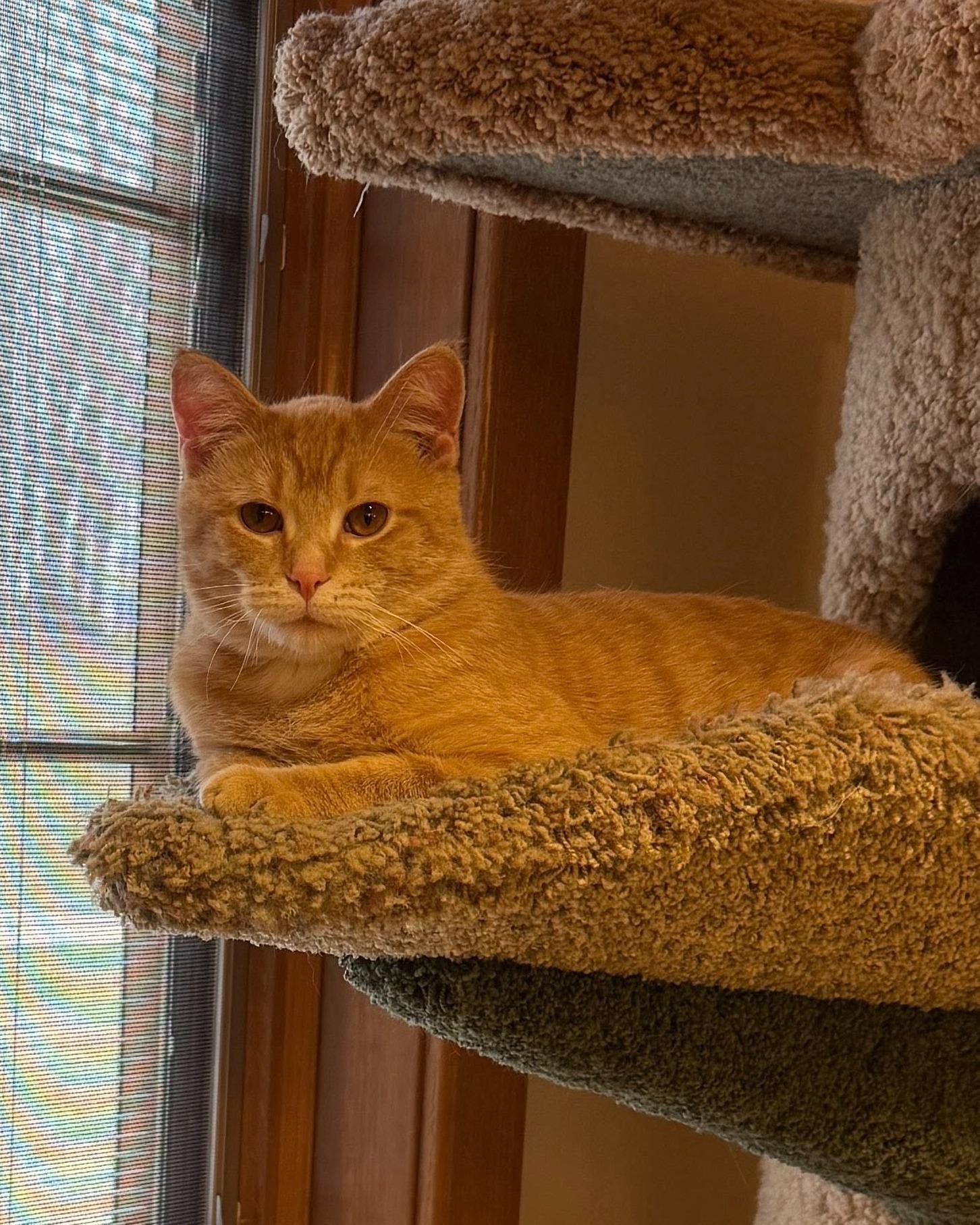 Woody, ADOPTABLE, Adult Male Domestic Short Hair.