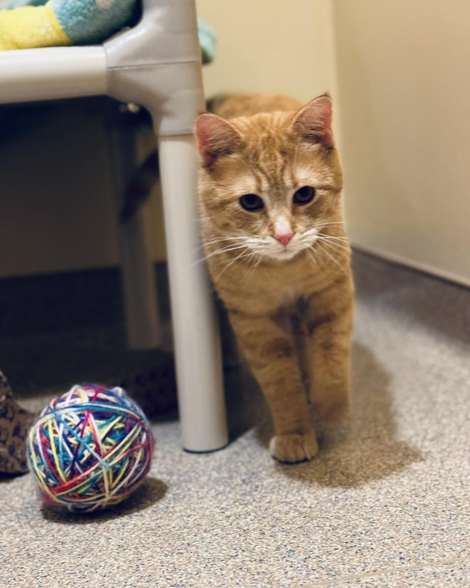 Woody, ADOPTABLE, Adult Male Domestic Short Hair.