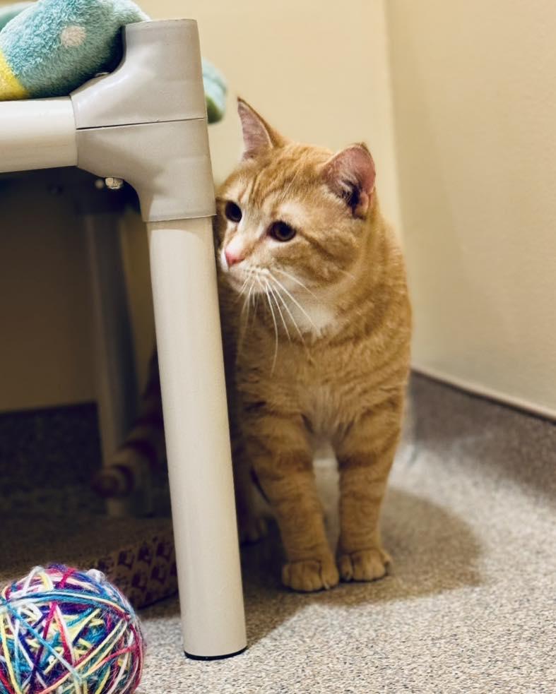 Enlarge Woody, a ADOPTABLE mixed breed in Fremont, MI image 2/3