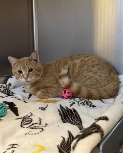 Enlarge Woody, a ADOPTABLE mixed breed in Fremont, MI image 3/3