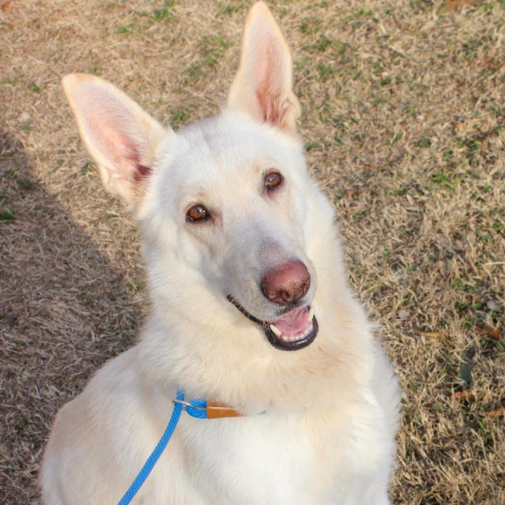 Karly, Adoptable, Adult Female Mixed Breed.