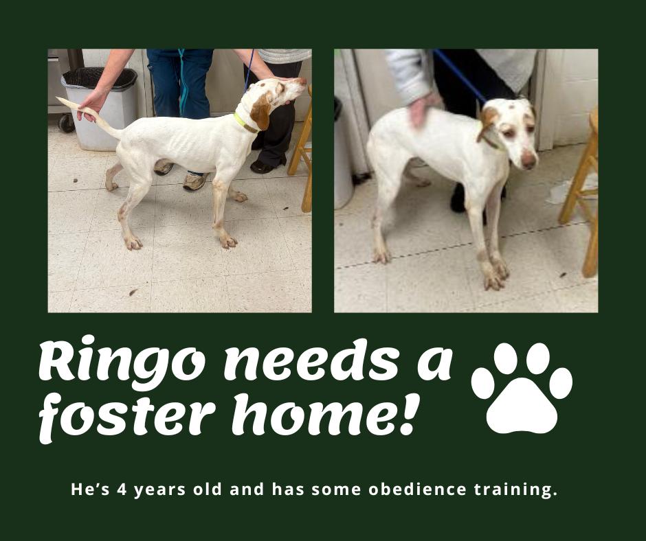 Enlarge Needs Foster Ringo (GA), a ADOPTABLE English Pointer in Bridgeton, NJ image 1/1