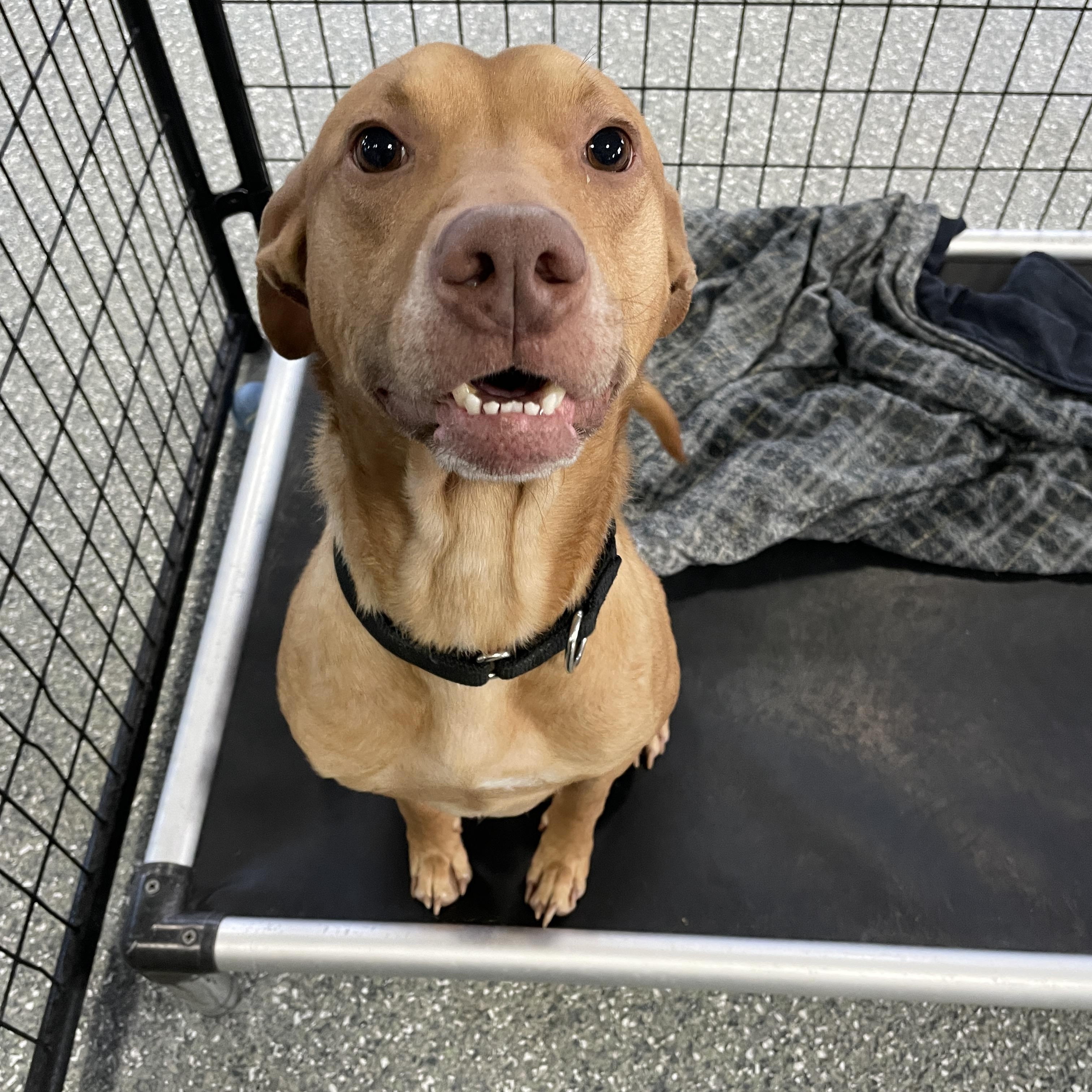 Jackson, ADOPTABLE, Adult Male Pit Bull Terrier & Labrador Retriever.