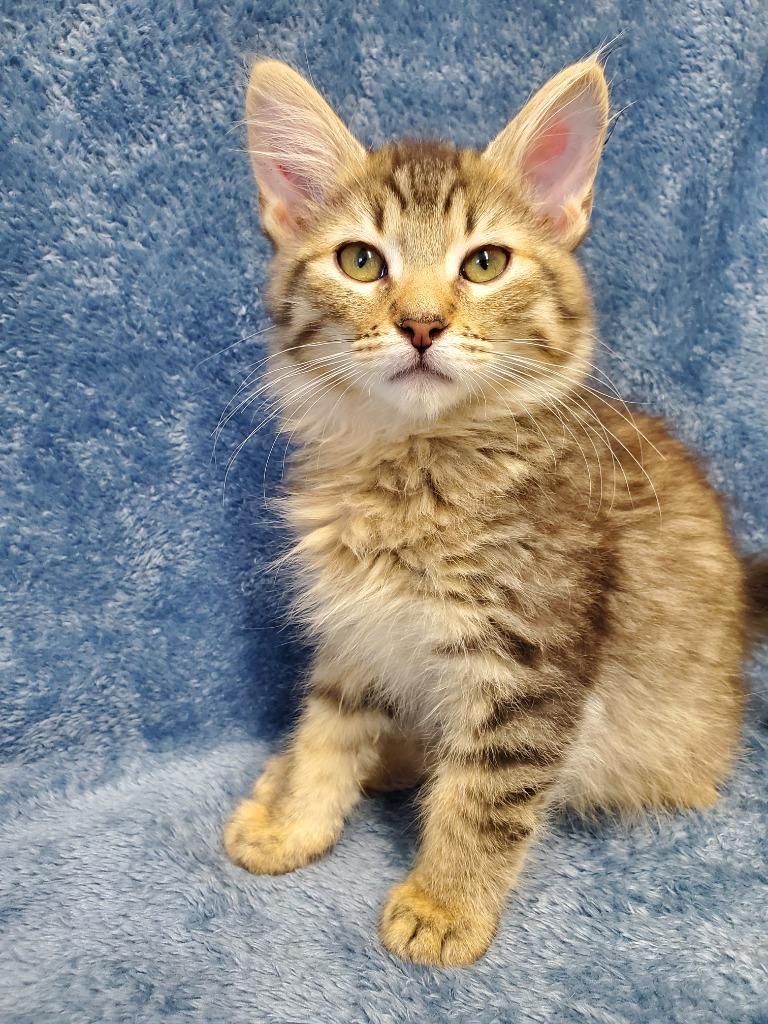 Enlarge Comet, a Adoptable mixed breed in Grants Pass, OR image 1/3