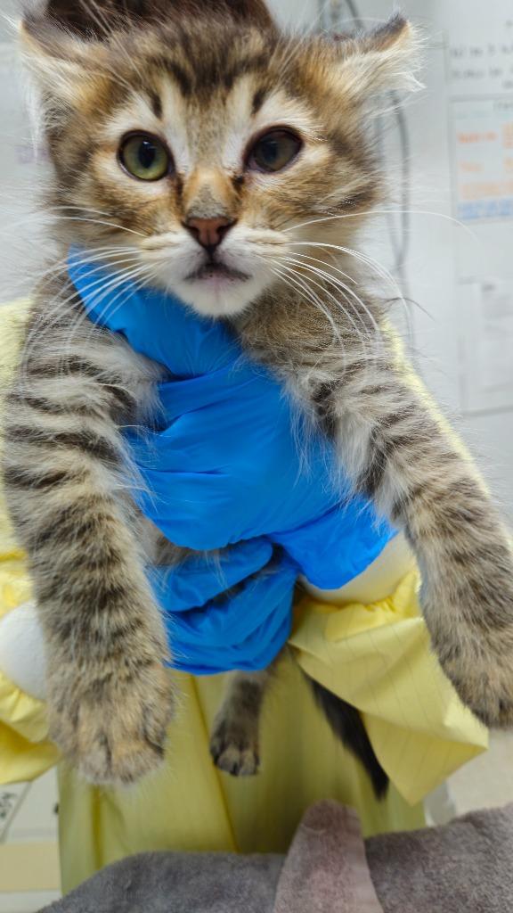 Enlarge Comet, a Adoptable mixed breed in Grants Pass, OR image 2/3