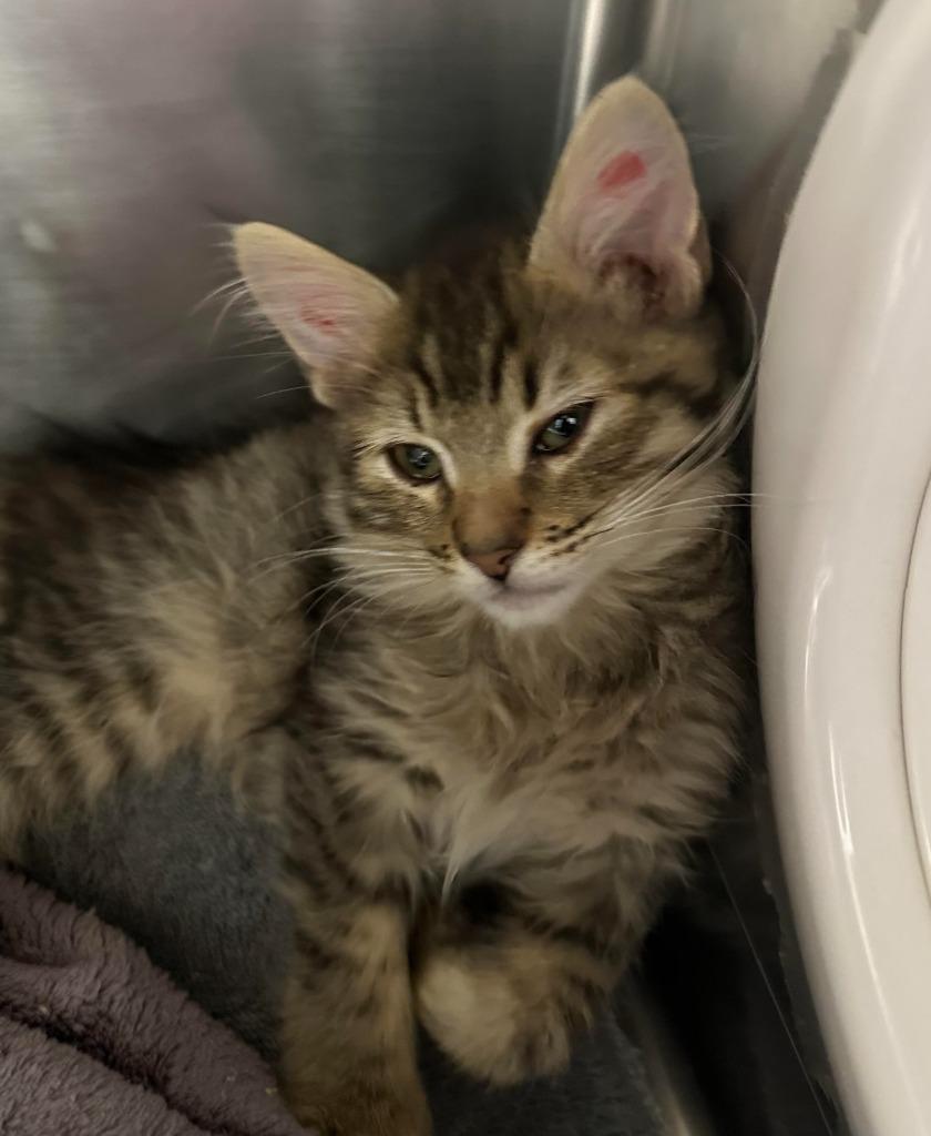 Enlarge Comet, a Adoptable mixed breed in Grants Pass, OR image 3/3