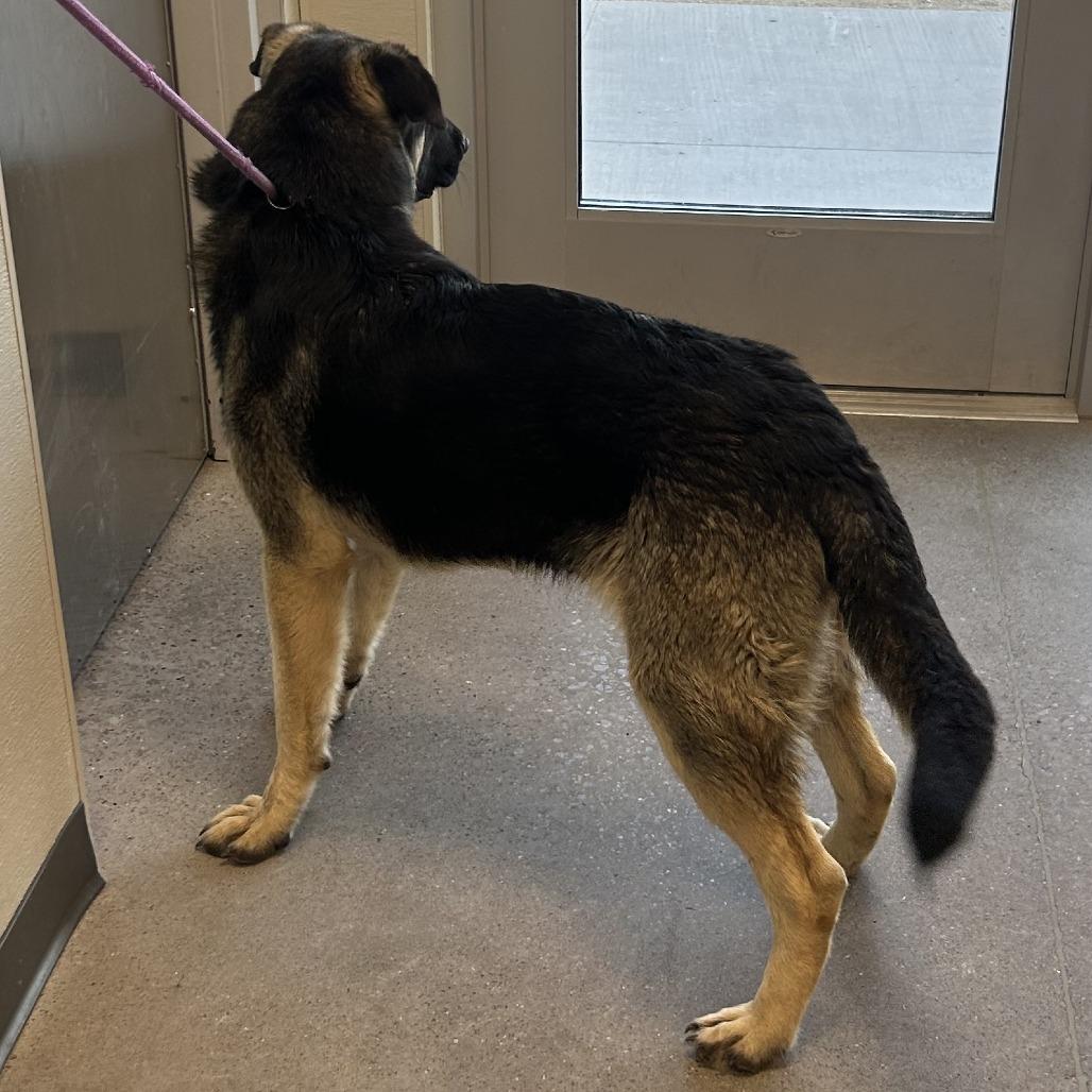 Selena, a Adoptable Mixed Breed in Las Cruces, NM image 1/6