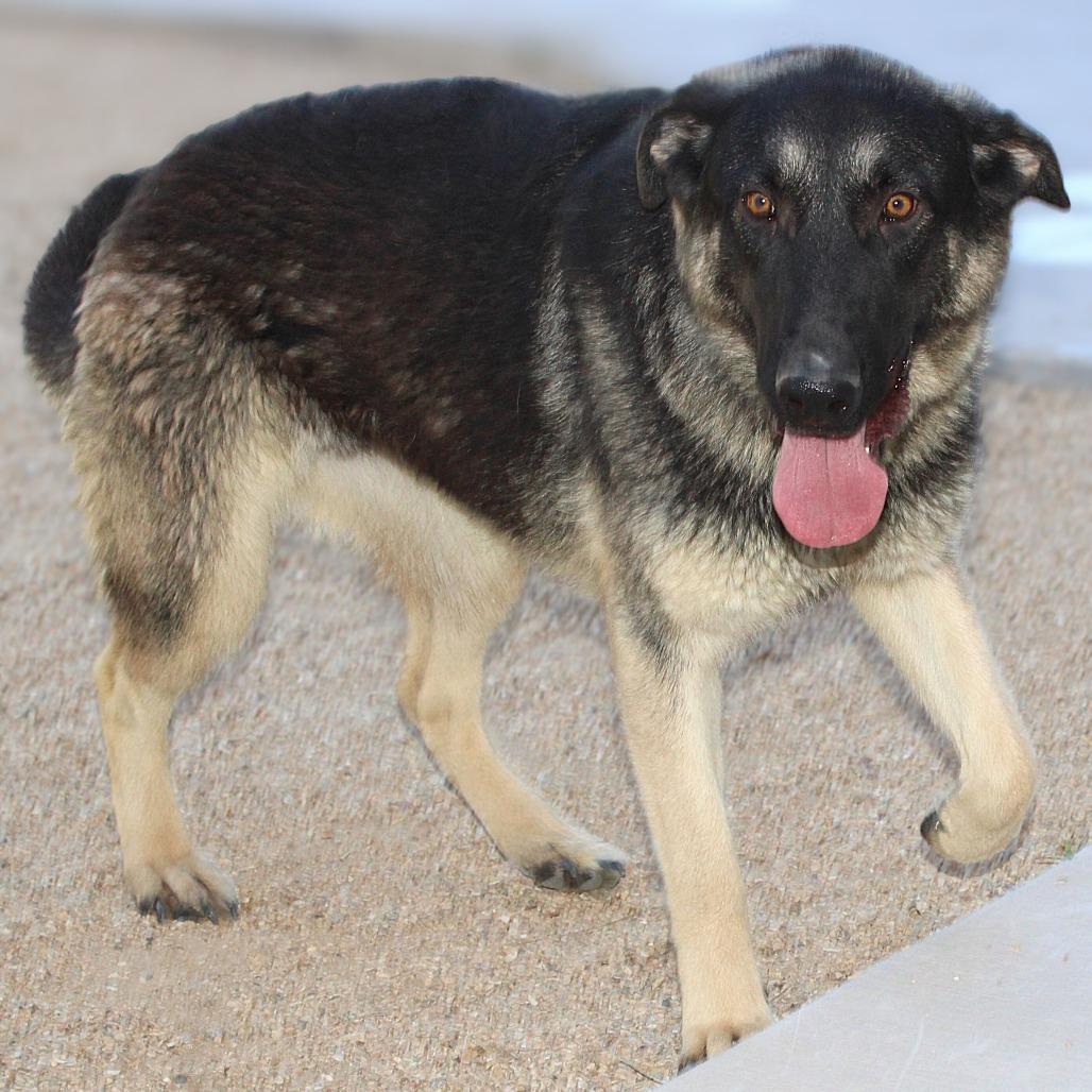 Selena, a Adoptable Mixed Breed in Las Cruces, NM image 2/6