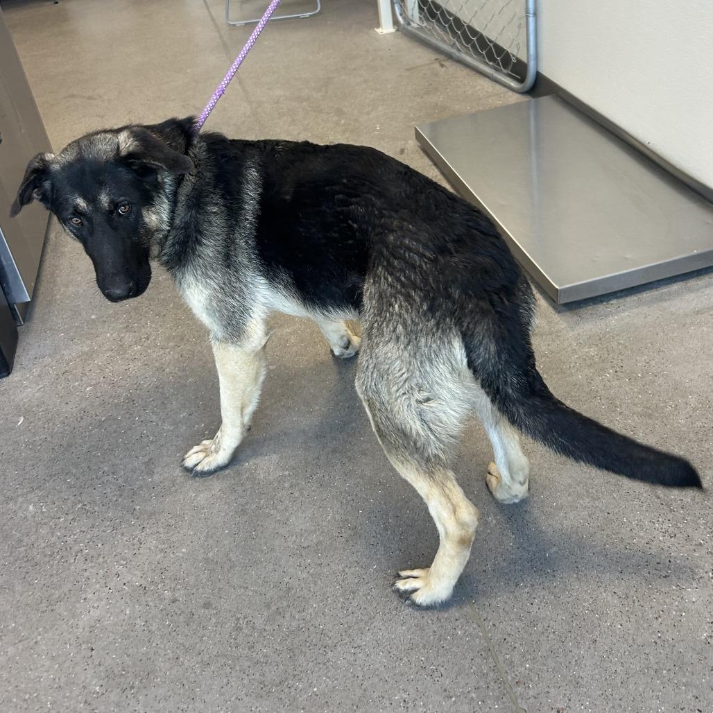 Selena, a Adoptable Mixed Breed in Las Cruces, NM image 3/6