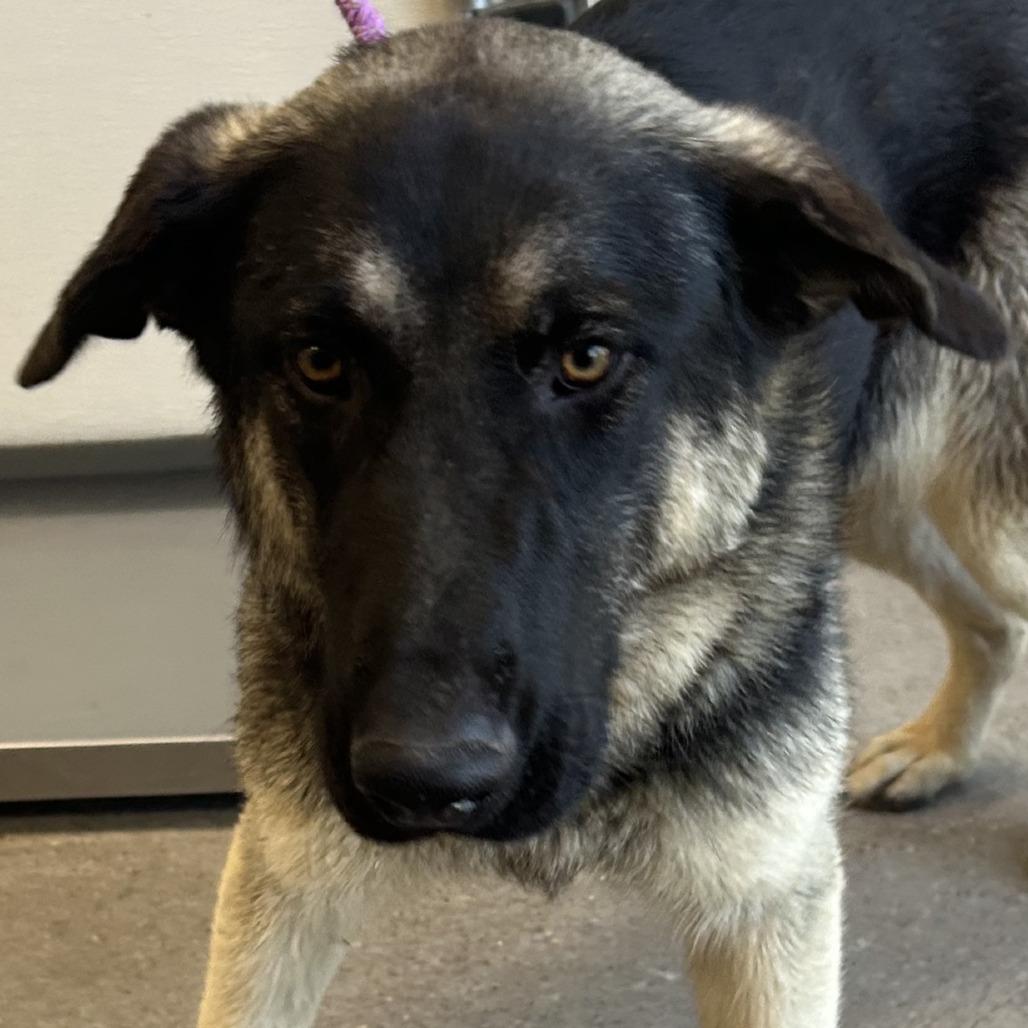 Selena, a Adoptable Mixed Breed in Las Cruces, NM image 4/6