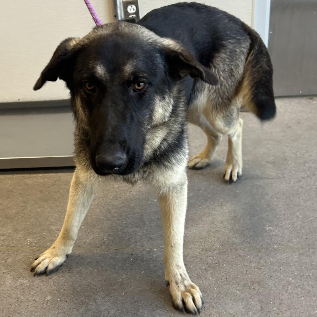 Selena, a Adoptable Mixed Breed in Las Cruces, NM image 5/6