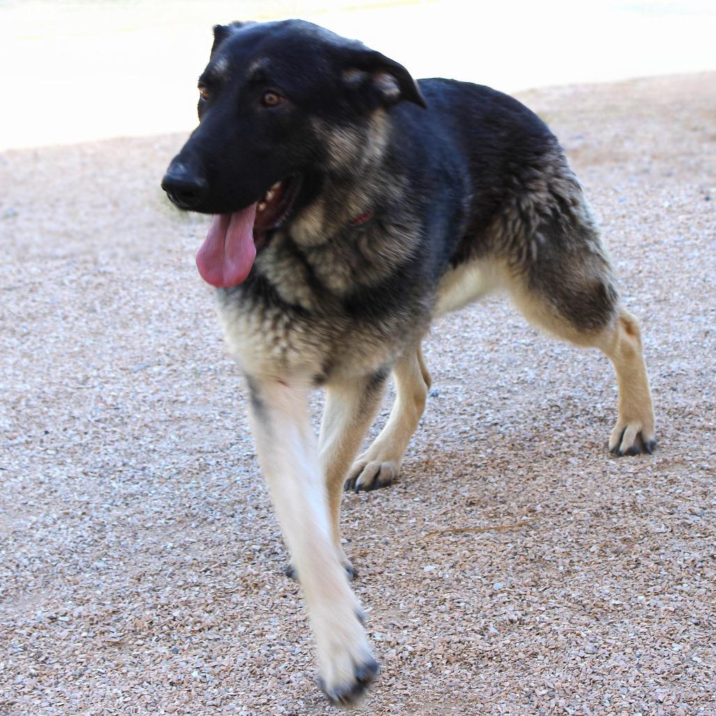 Selena, Adoptable, Young Female Mixed Breed.