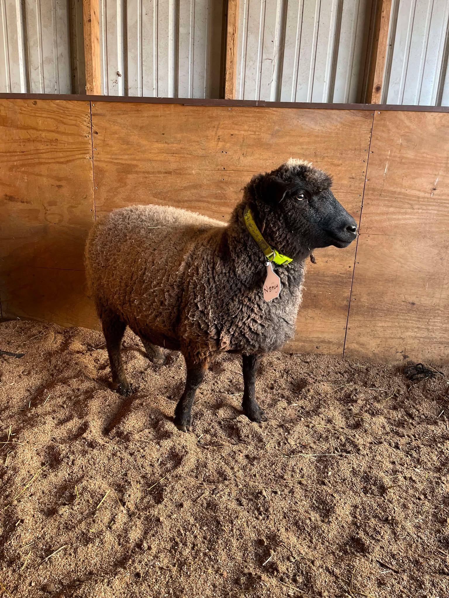 Enlarge Nancy, a Adoptable Sheep in Upper Sandusky, OH image 1/1