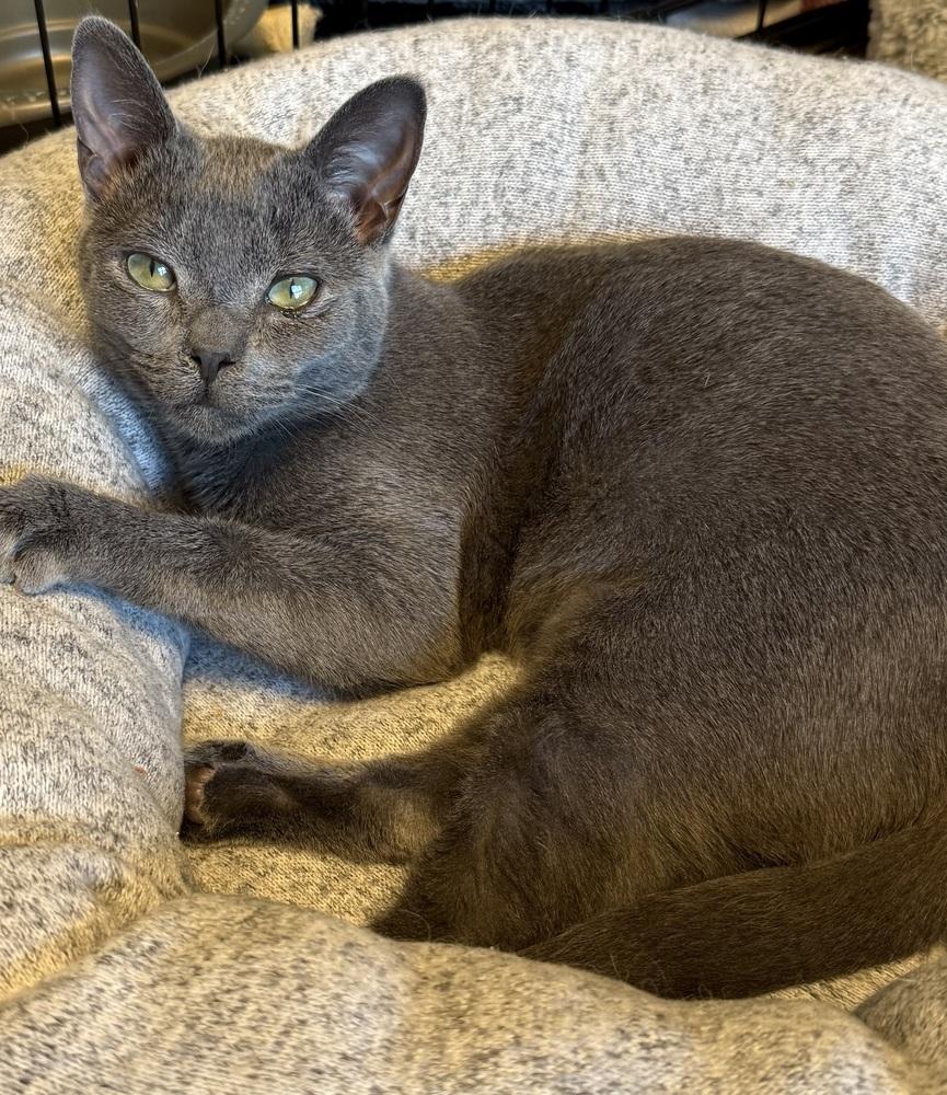 Peanut (25-202 C), Adoptable, Young Male Domestic Short Hair.