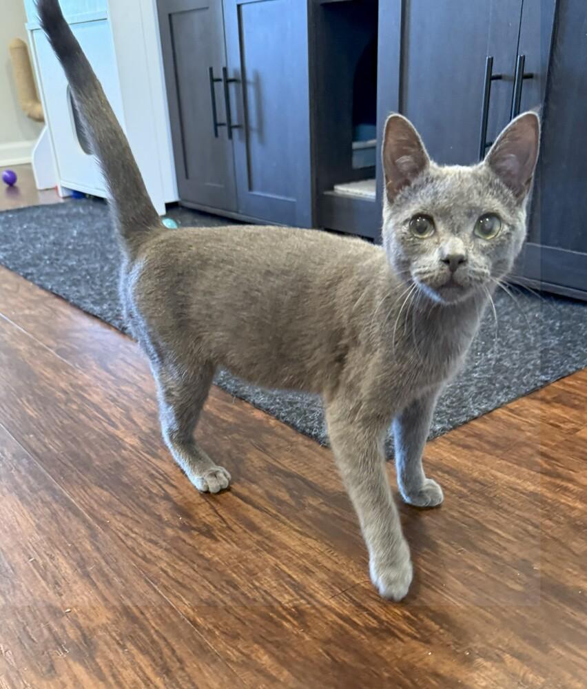 Peanut (25-202 C), a Adoptable Domestic Short Hair in Lansing, MI image 2/2