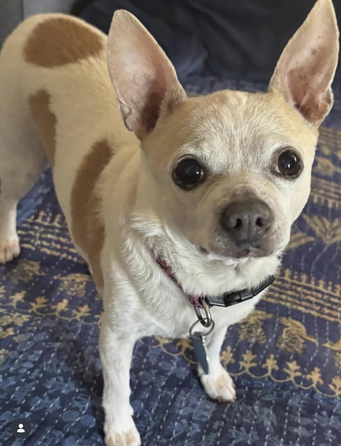 Tater Tot — thumbnail 3